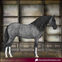 Horse Color:Blue Roan