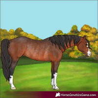 Horse Color:Brown Rabicano