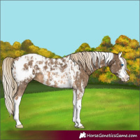Horse Color:Chocolate Palomino Sabino Splash Appaloosa and Chocolate Palomino Sabino Splash Tobiano Appaloosa Rabicano
