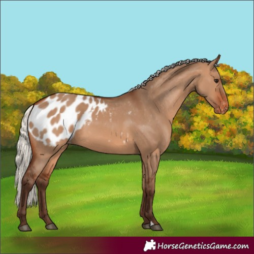 Horse Color:Silver Brown Dun Appaloosa 