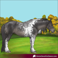 Horse Color:Platinum Smoky Black Tobiano 