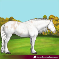 Horse Color:Silver Grullo Pearl Splash Tobiano Appaloosa