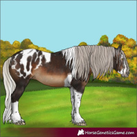Horse Color:Gray Silver Brown Splash Tobiano Appaloosa Rabicano 