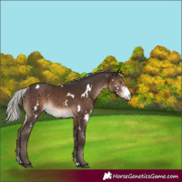Horse Color:White Spotted Silver Brown Sabino Rabicano