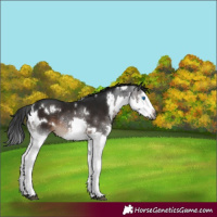 Horse Color:Gray White Spotted Brown Splash Rabicano