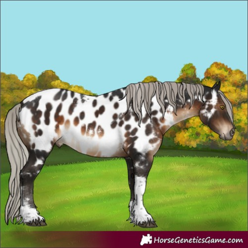 Horse Color:Gray White Spotted Silver Bay Tobiano Appaloosa Rabicano 