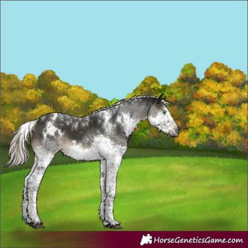 Horse Color:Gray White Spotted Silver Buckskin Mushroom Splash Tobiano 