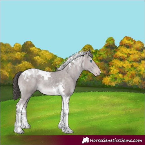 Horse Color:Platinum Classic Champagne Tobiano 