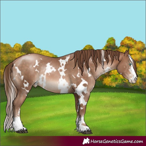 Horse Color:White Spotted Brown Pearl Sabino Rabicano 