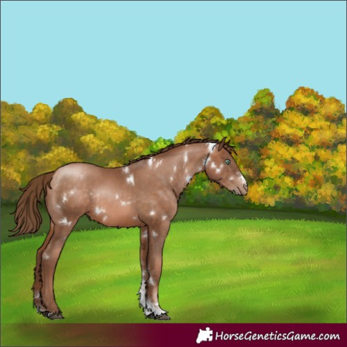 Horse Color:White Spotted Bay Pearl Sabino Rabicano 