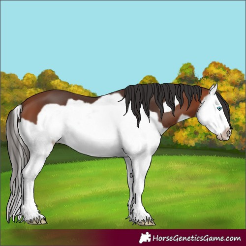 Horse Color:Bay Splash Frame 