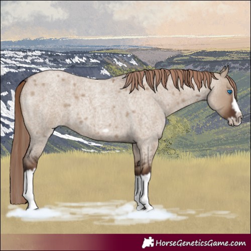 Horse Color:Liver Red Dun Roan Splash Frame Rabicano 