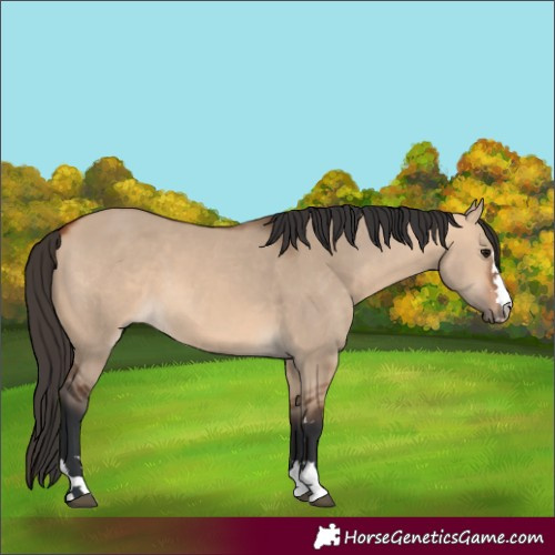 Horse Color:Bay Dun 