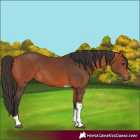 Horse Color:Bay Tobiano 