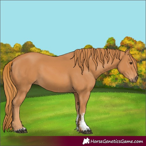 Horse Color:Chestnut Sabino 