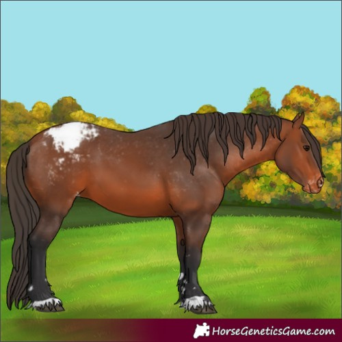 Horse Color:Bay Appaloosa
