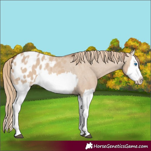 Horse Color:Red Dun Splash Appaloosa  and Red Dun Splash Appaloosa 