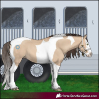 Horse Color:Amber Champagne Dun Splash Tobiano 