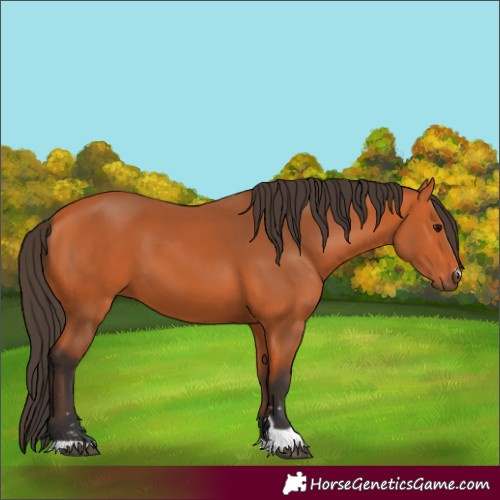 Horse Color:Bay 