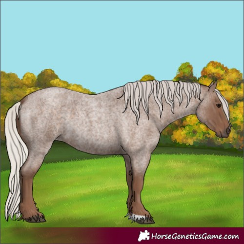 Horse Color:Silver Blue Roan 