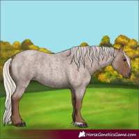 Horse Color:Silver Blue Roan 