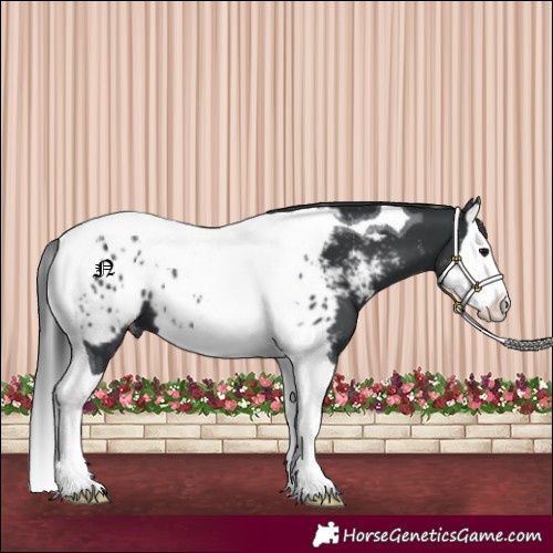 Horse Color:Black Splash Tobiano Appaloosa 