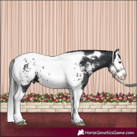 Horse Color:Black Splash Tobiano Appaloosa 