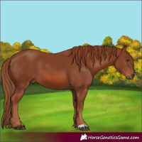 Horse Color:Chestnut 