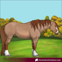 Horse Color:Red Dun 