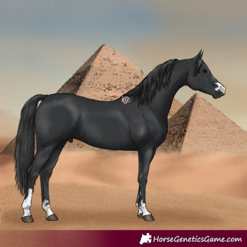 Horse Color:Black 
