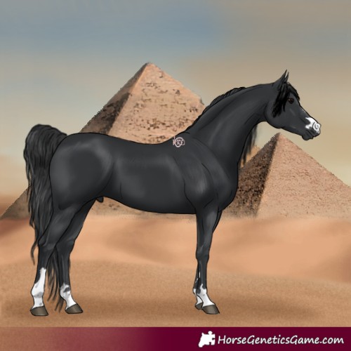 Horse Color:Black 