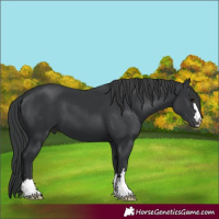 Horse Color:Black 