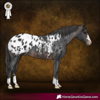 Horse Color:Brown Appaloosa 