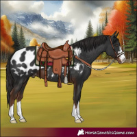Horse Color:Liver Chestnut Appaloosa