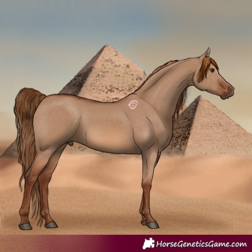 Horse Color:Red Dun 