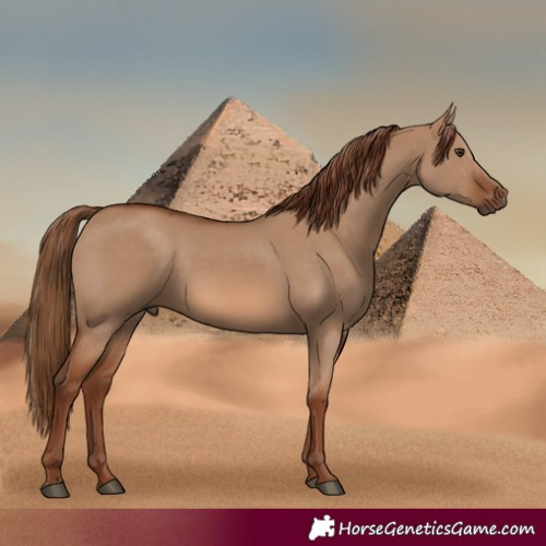 Horse Color:Red Dun 