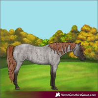 Horse Color:Liver Red Roan Rabicano 