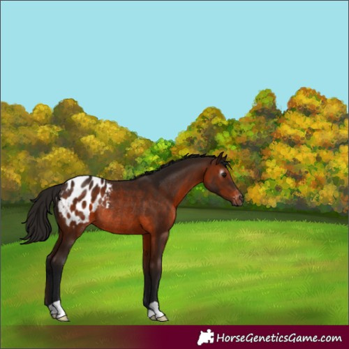 Horse Color:Unknown 