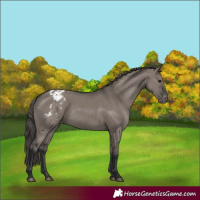Horse Color:Grullo Appaloosa 
