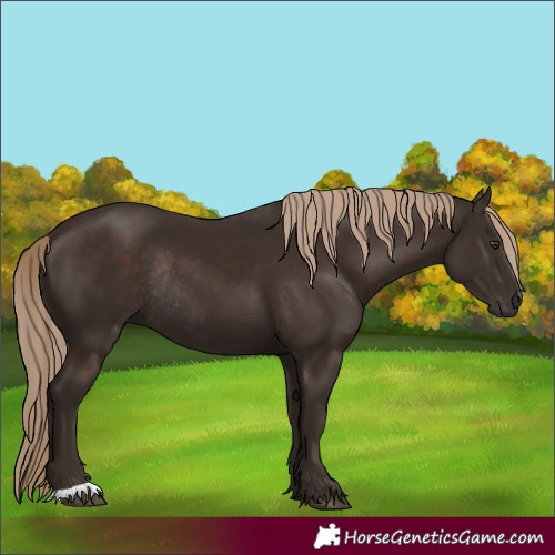 Horse Color:Liver Chestnut Rabicano 