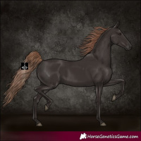 Horse Color:Liver Chestnut Rabicano 