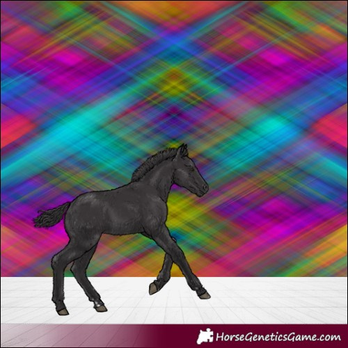 Horse Color:Smoky Black 
