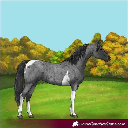 Horse Color:Blue Roan Tobiano 