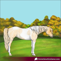 Horse Color:Palomino Roan Tobiano 