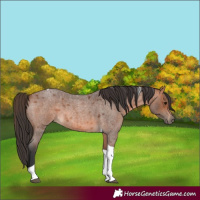 Horse Color:Bay Roan Tobiano 