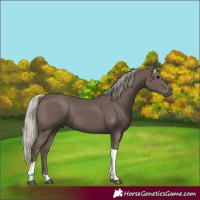 Horse Color:Silver Black Tobiano 