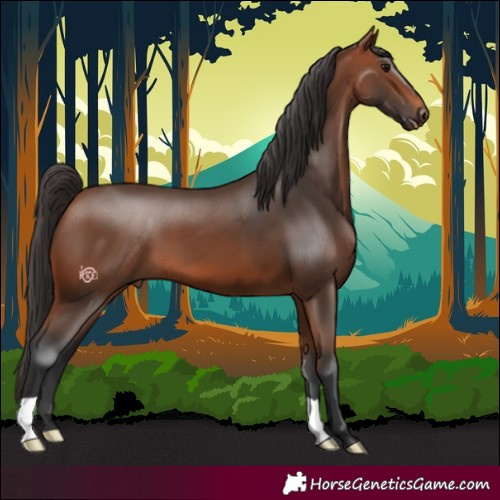 Horse Color:Bay 