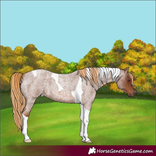 Horse Color:Red Roan Tobiano 