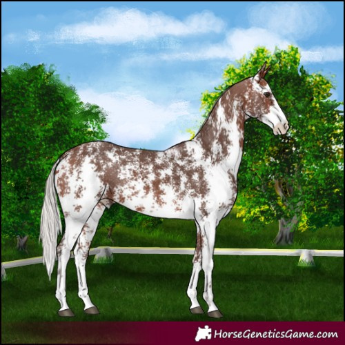 Horse Color:Silver Brown Sabino 