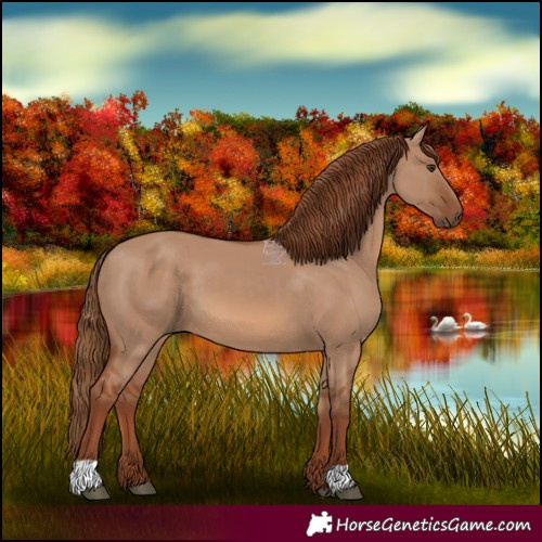 Horse Color:Red Dun 